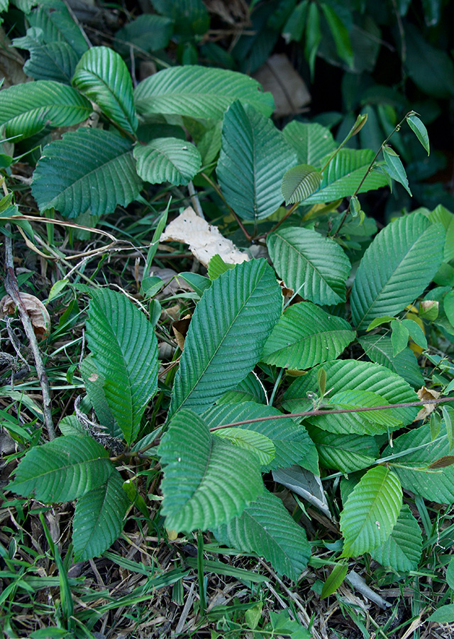 Ramuan Akar Ampelas Putih
