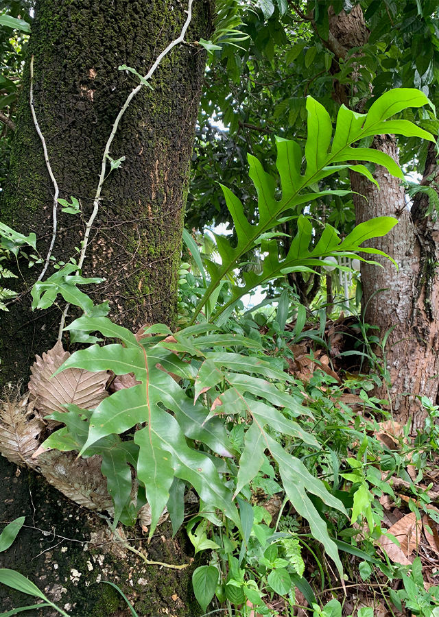 Kandungan Akar Kusu