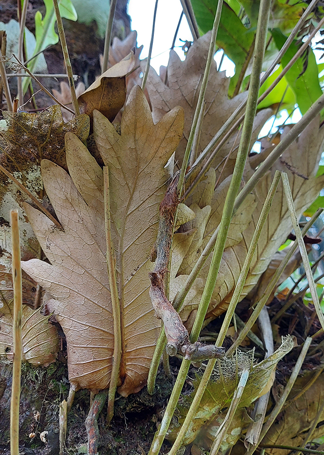 Penyebaran Akar Kusu