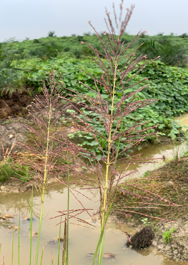 Ramuan Akar Wangi Vetiver