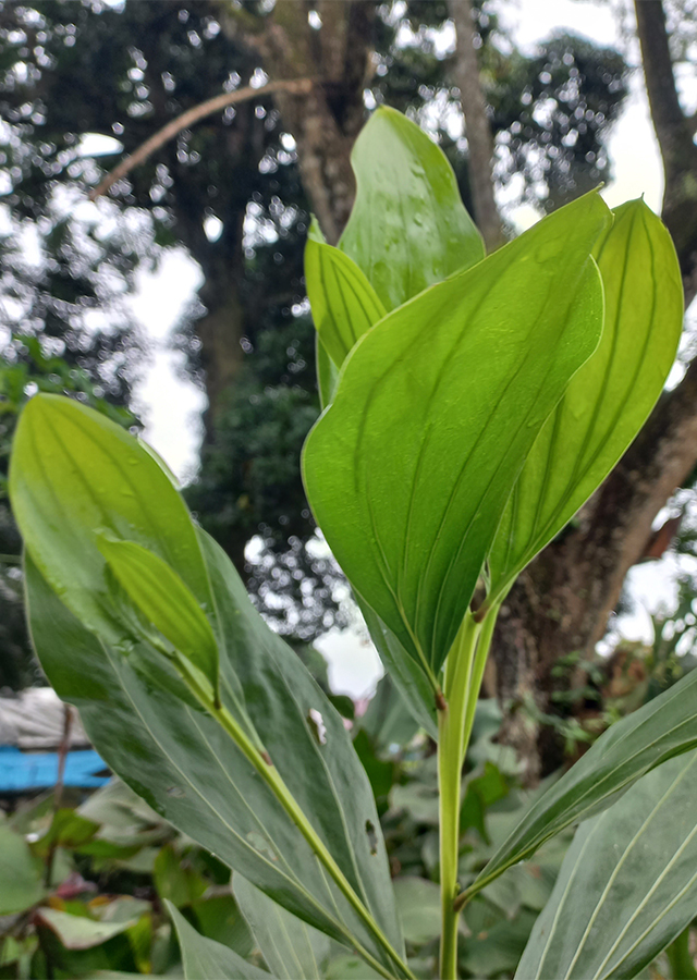 Ramuan Akasia