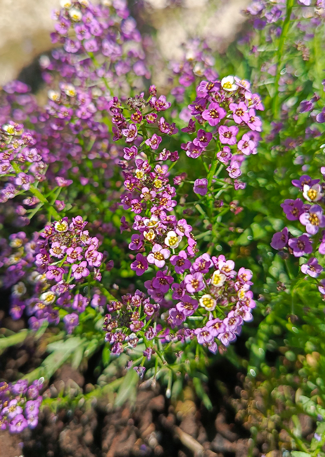 Kandungan Alyssum