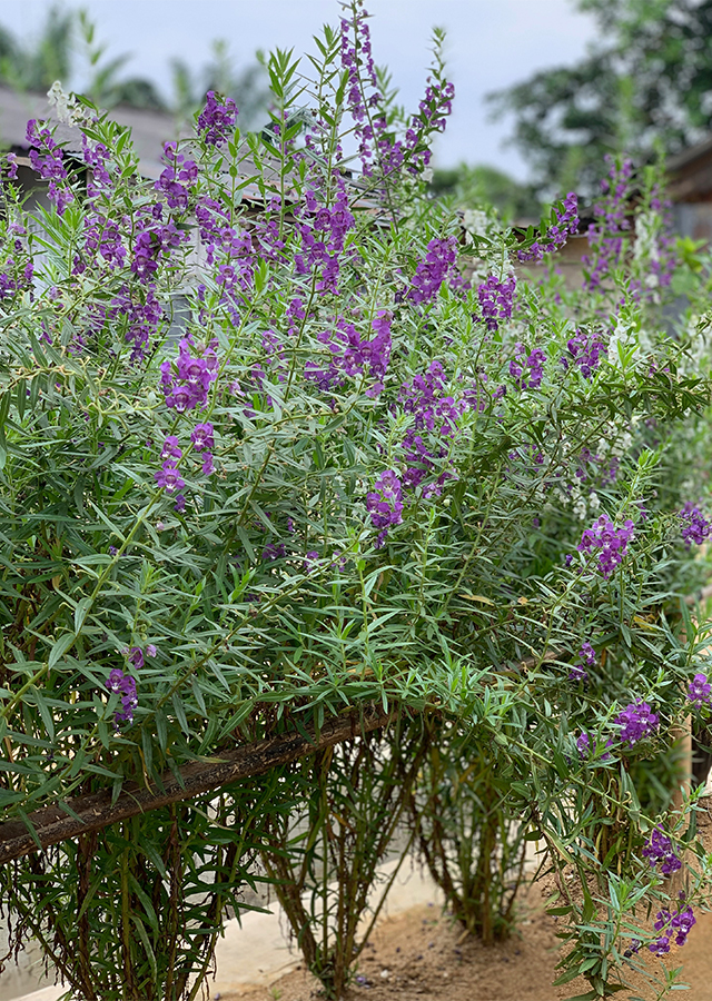 Kandungan Angelonia Lavender Palsu