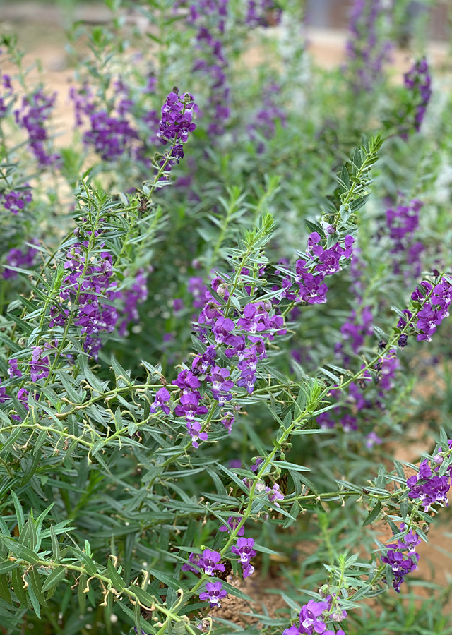 Ramuan Angelonia Lavender Palsu