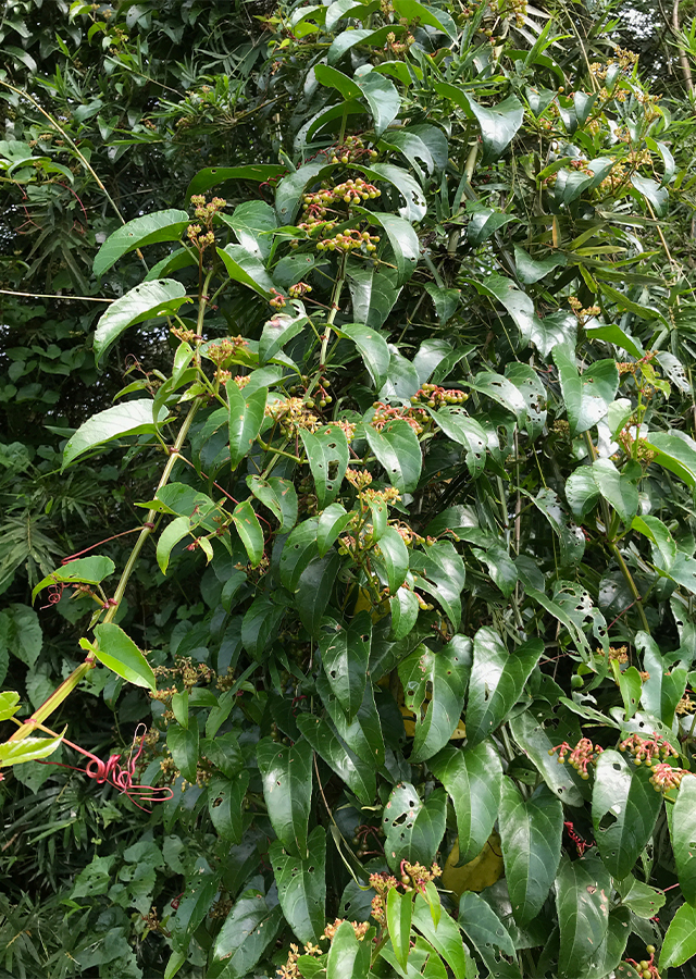 Ramuan Anggur Hutan