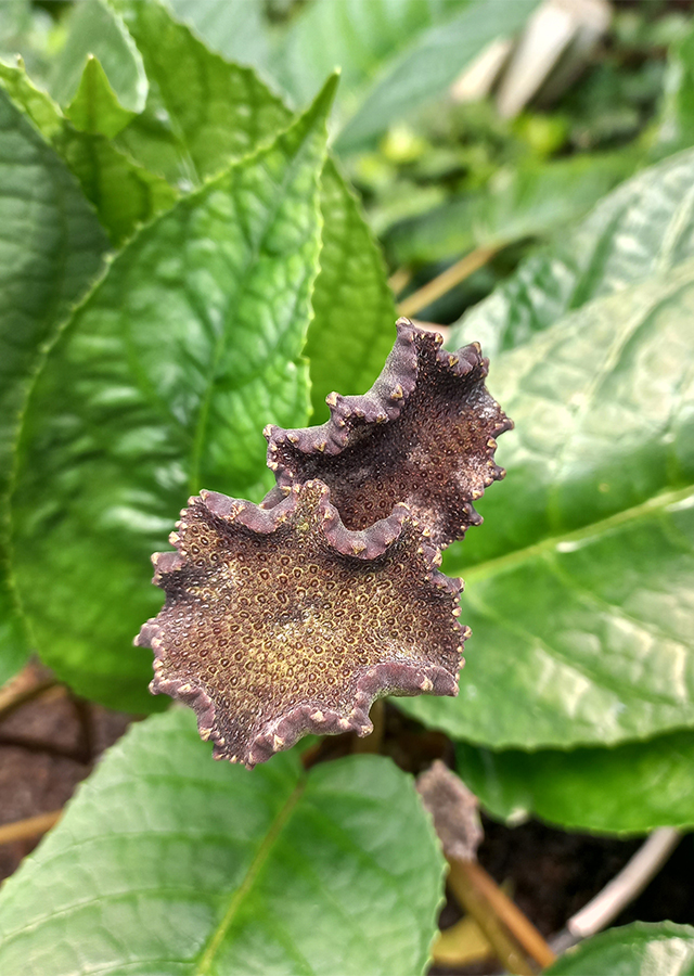 Kandungan Anthurium Tusuk Konde Hitam