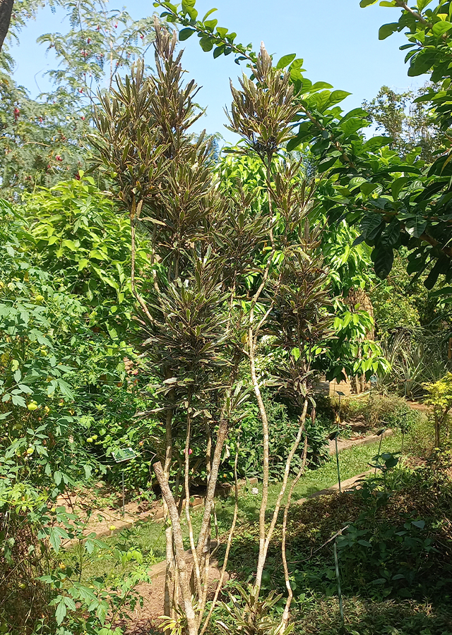 Ramuan Aralia Laba-Laba
