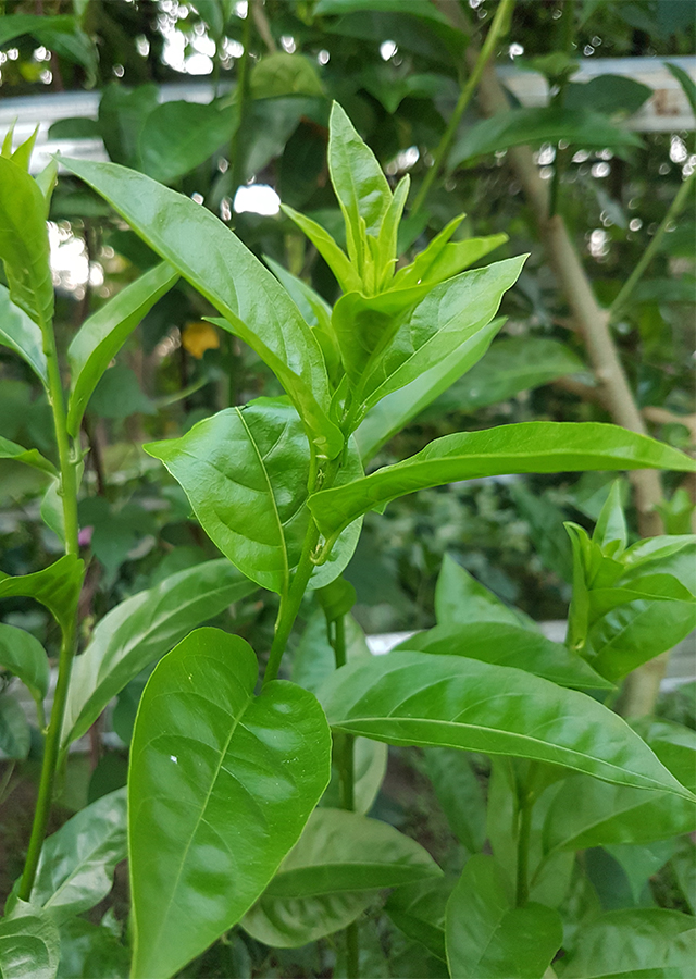 Kandungan Arum Dalu