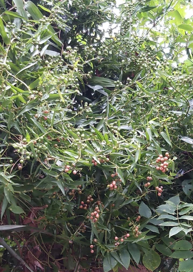 Ramuan Bambu Rambat
