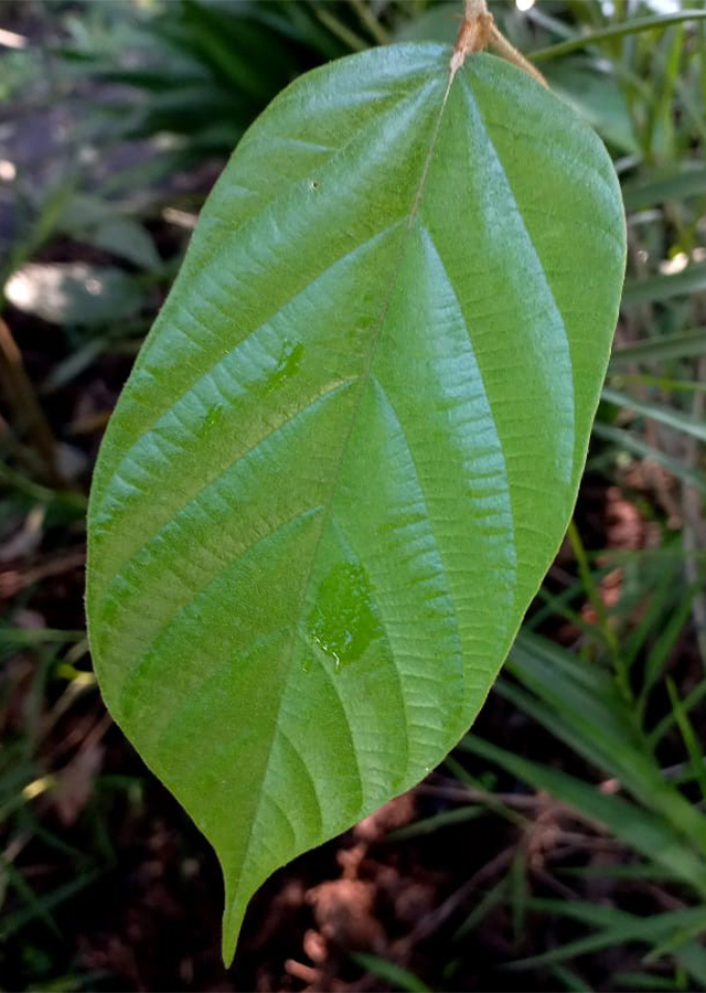 Ramuan Bayur