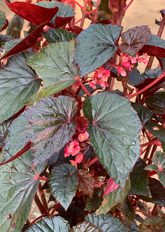 Ramuan Begonia