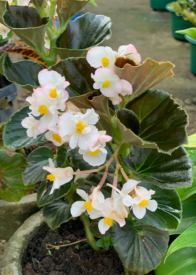 Kandungan Begonia