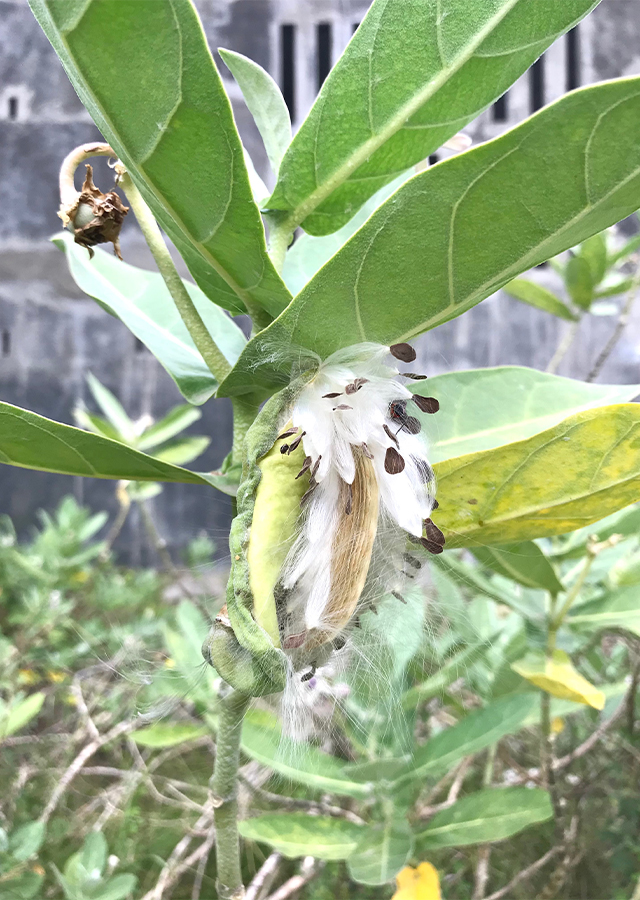 Kandungan Biduri
