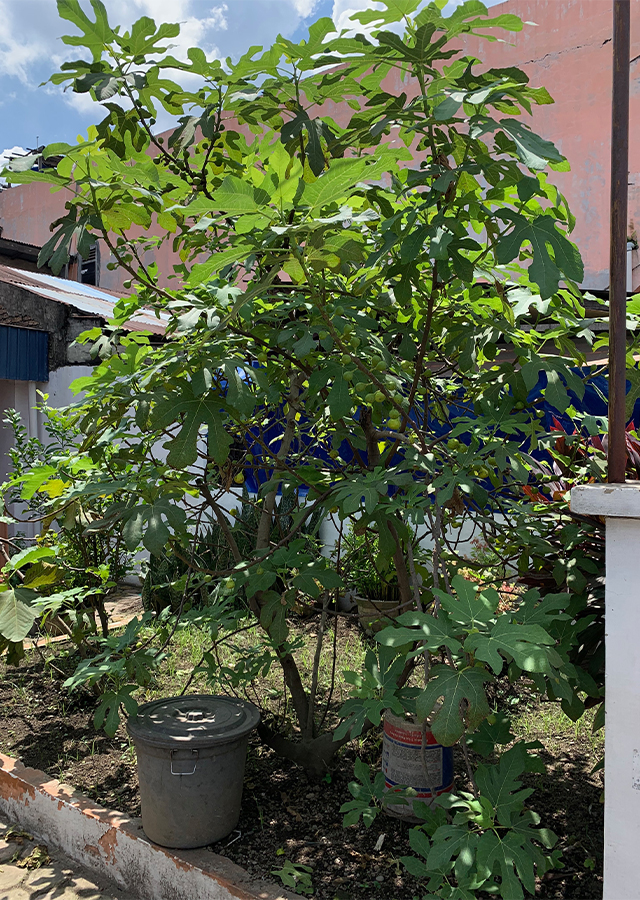 Kandungan Buah Ara