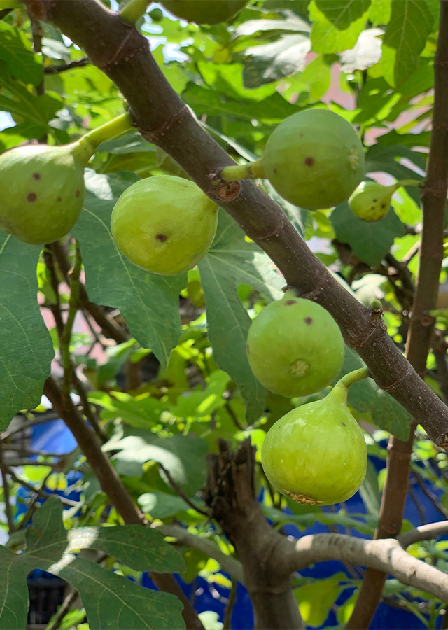 Kandungan Buah Ara