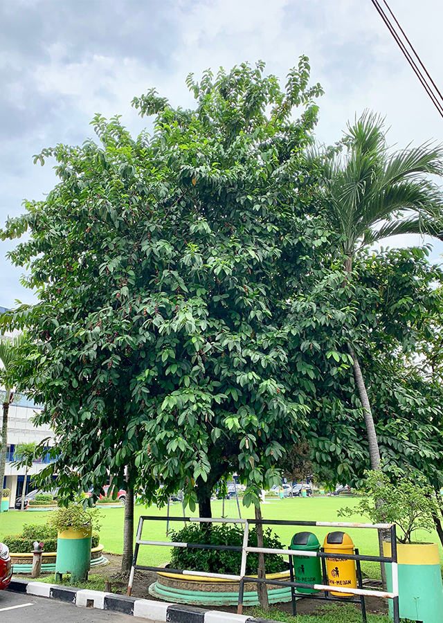 Kandungan Buah Buni