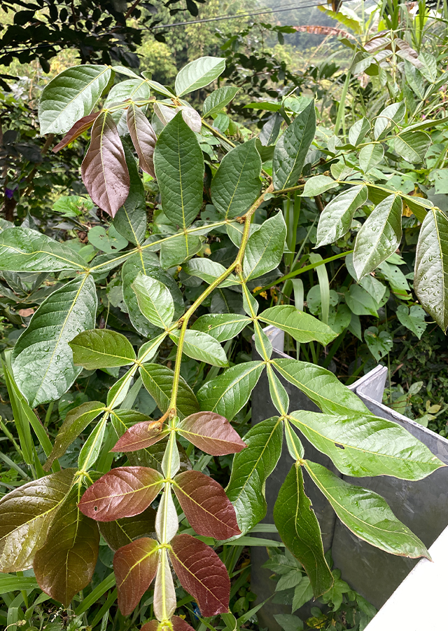 Kandungan Buah Salju