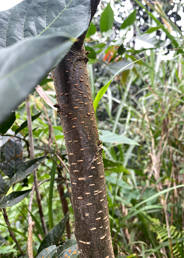 Ramuan Buah Salju