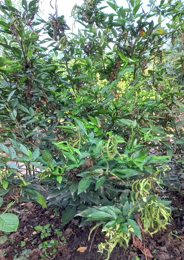 Ramuan Buak cau