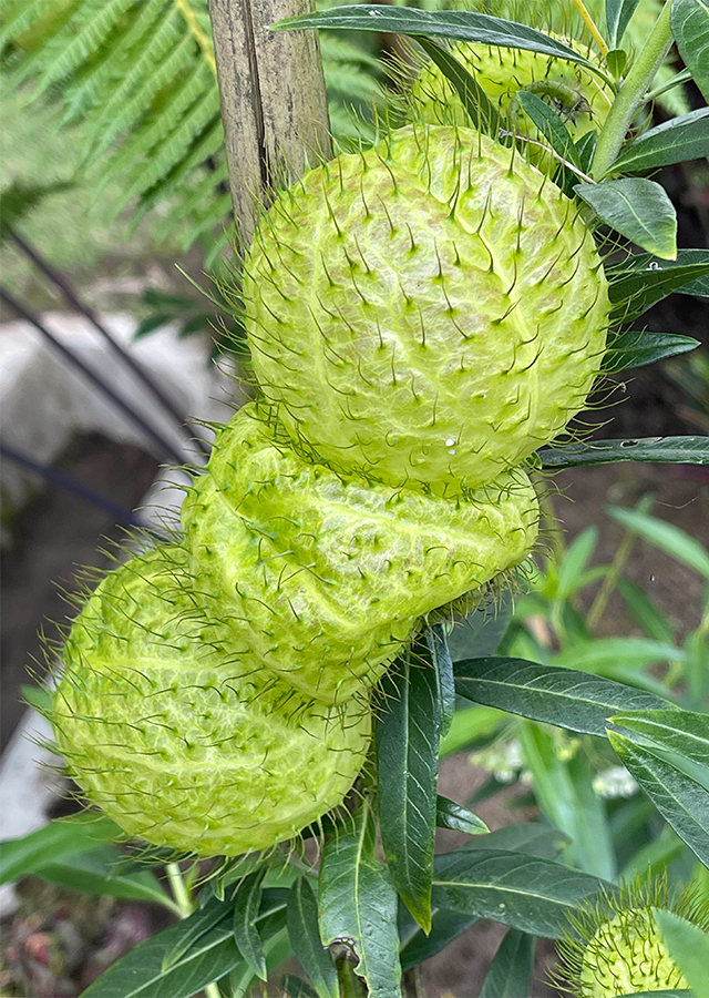Ramuan Bunga Balon