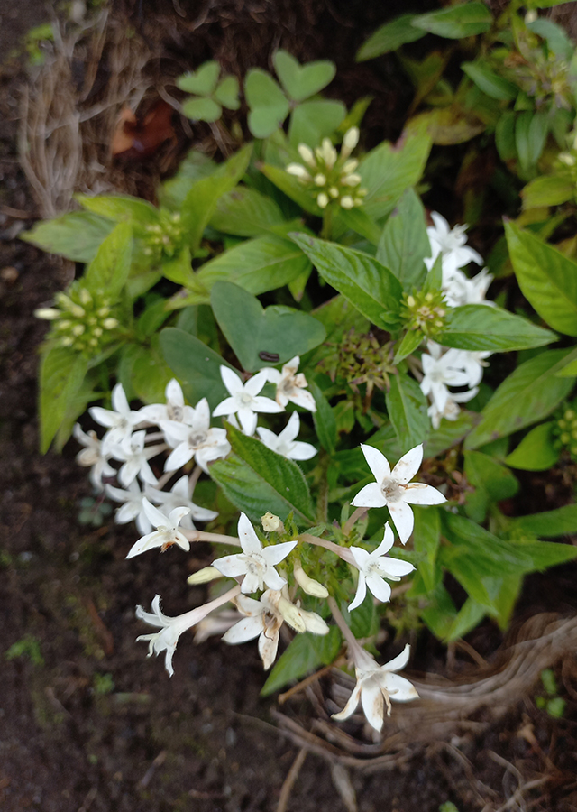 Ramuan Bunga Pentas