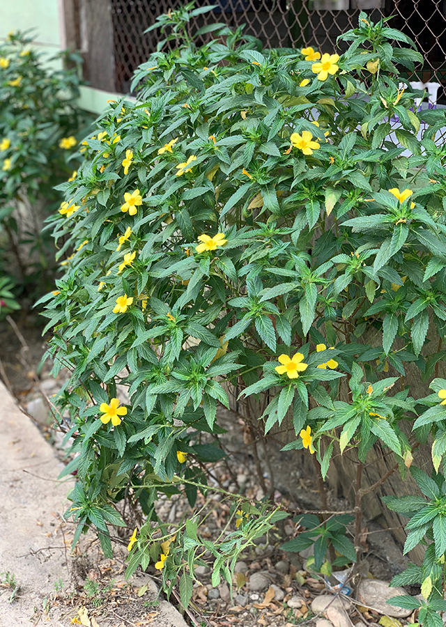 Ramuan Bunga Pukul Delapan