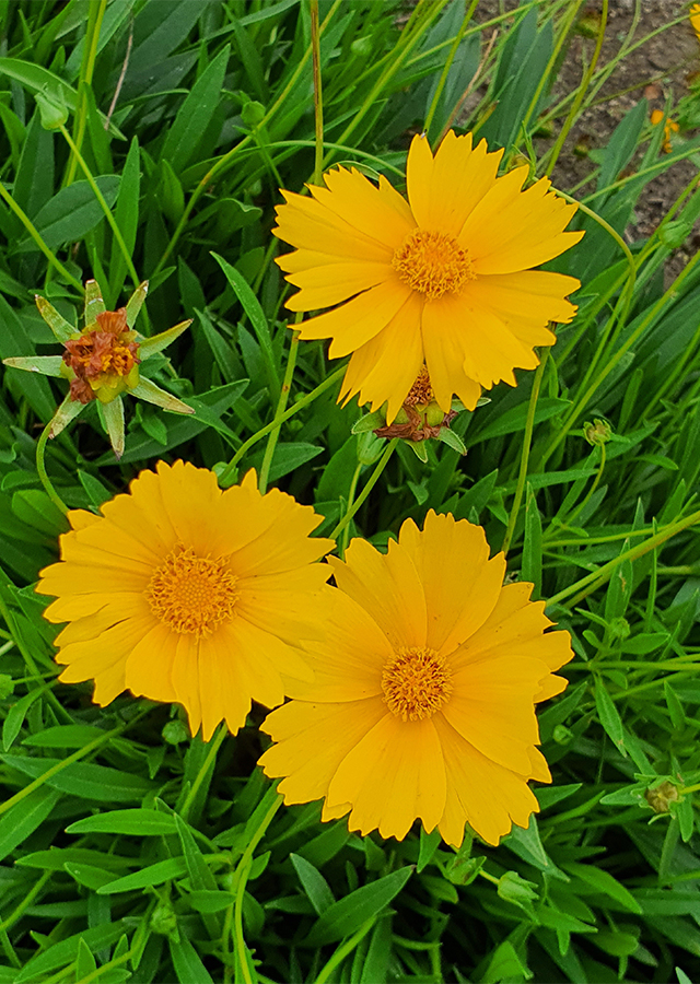 Kandungan Bunga Renda Kuning