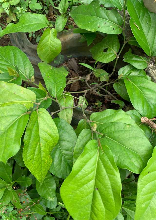 Ramuan Cabe Jawa