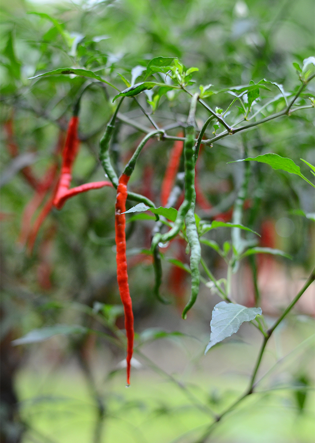 Ramuan Cabe