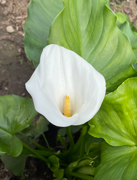 Kandungan Calla Lily