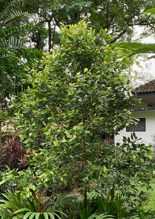 Kandungan Cengkeh