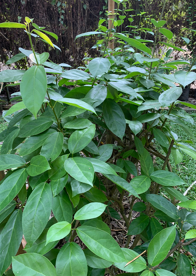 Kandungan Cincau Batang