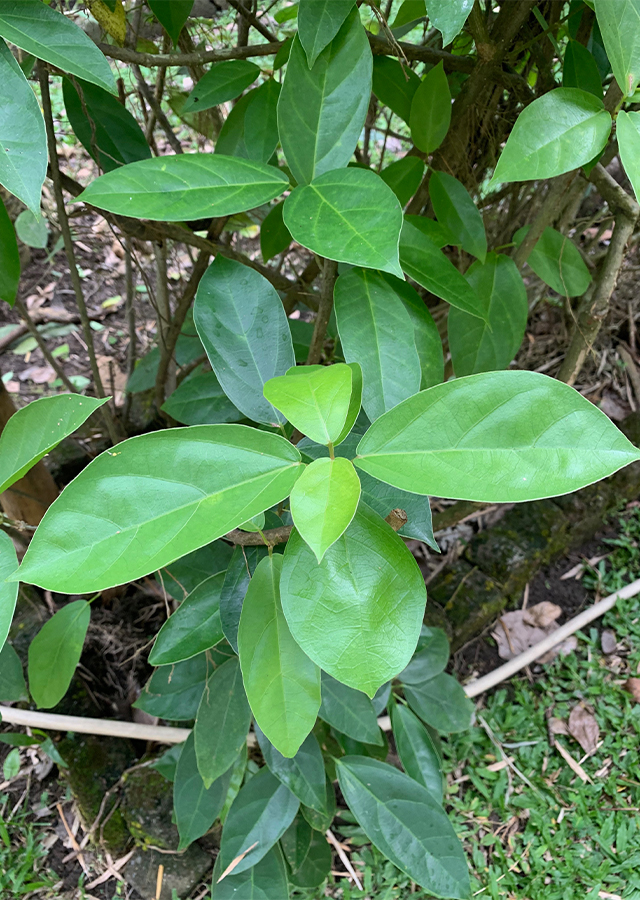 Kandungan Cincau Batang