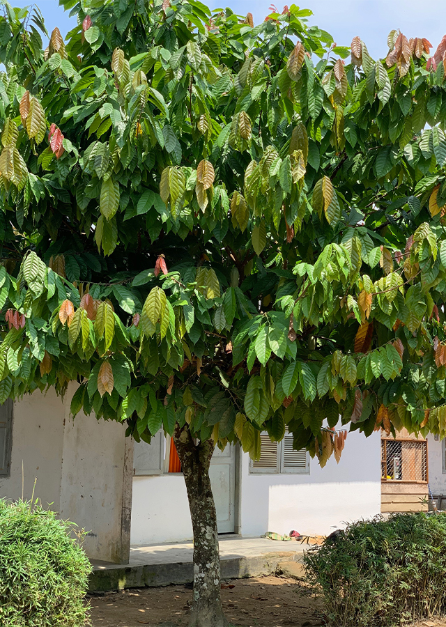 Kandungan Cokelat