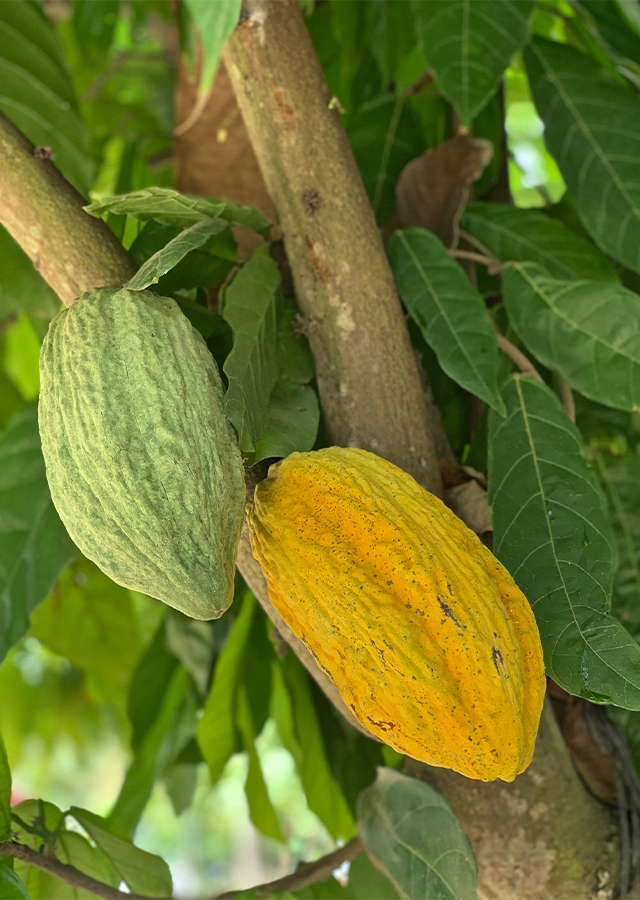Ramuan Cokelat