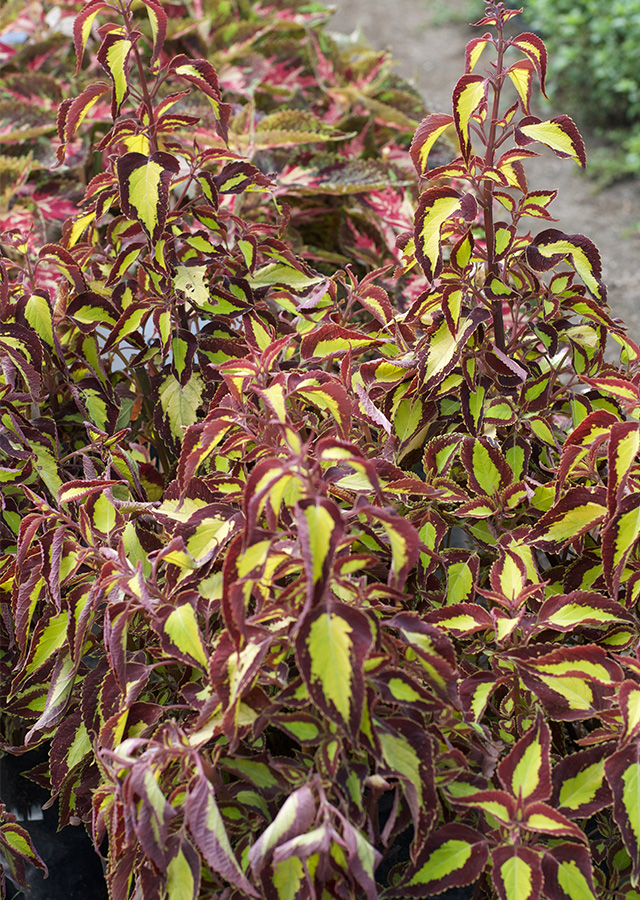 Kandungan Coleus (Miana)