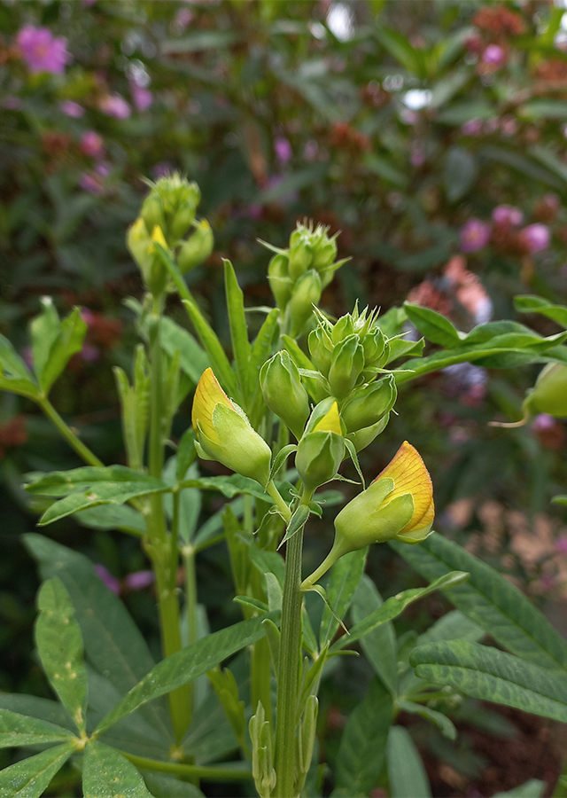 Ramuan Crotalaria quinquefolia
