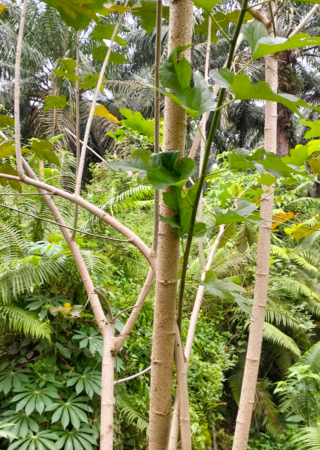 Kandungan Daluang