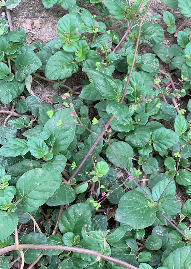 Kandungan Daun Cakaran