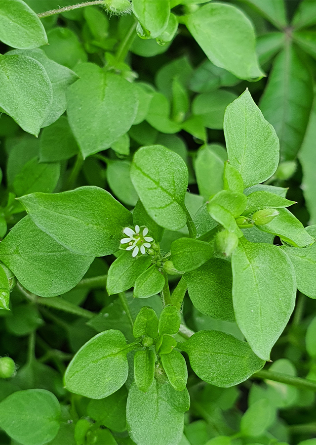 Kandungan Daun Chickweed