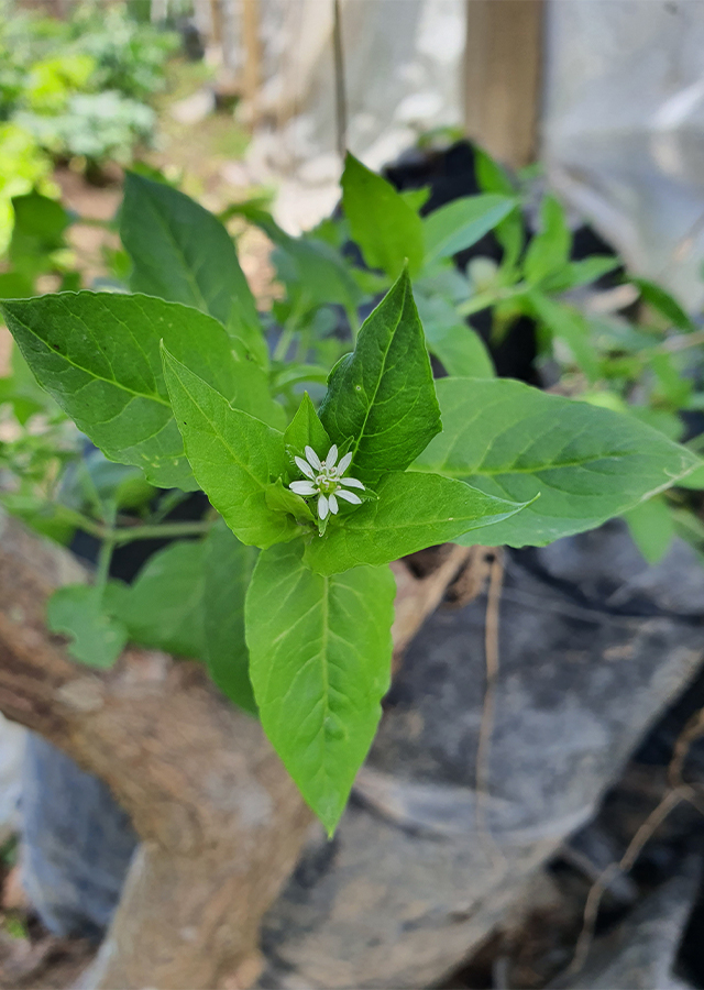 Ramuan Daun Chickweed