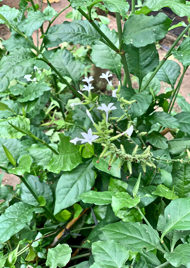 Kandungan Daun Encok