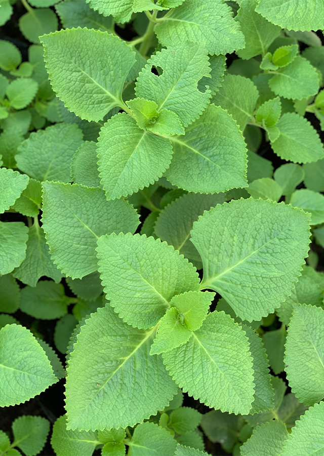 Ramuan Daun Jintan