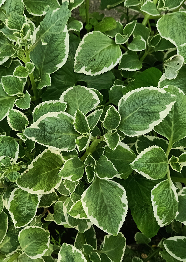 Kandungan Daun Jintan