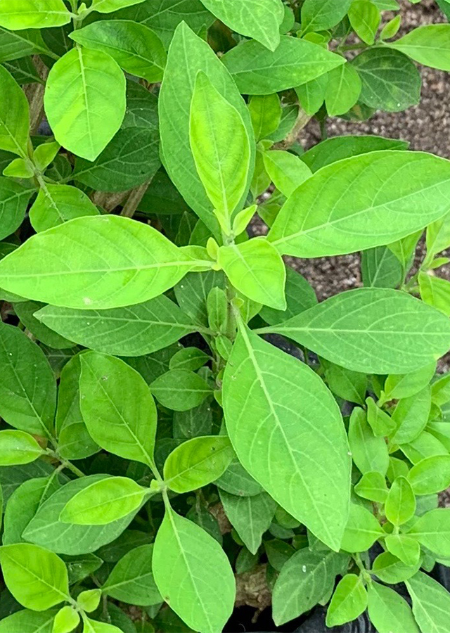 Kandungan Daun Kurap