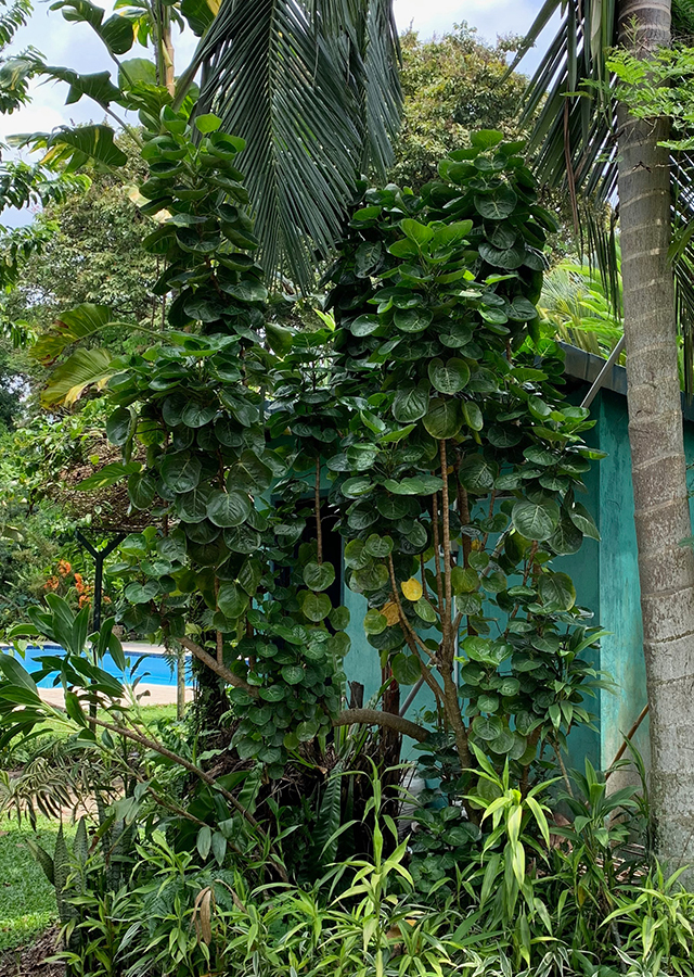 Kandungan Daun Mangkok