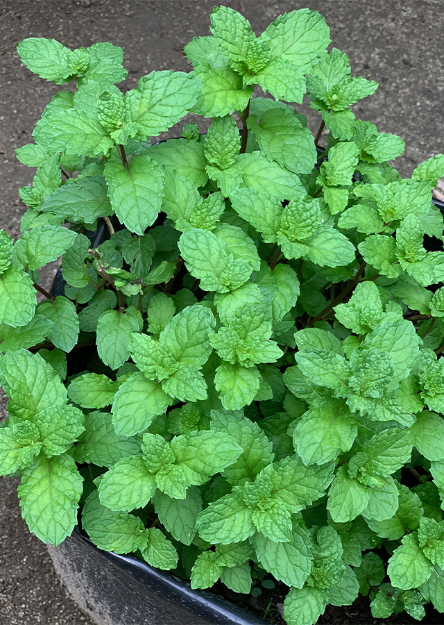 Kandungan Daun Mint