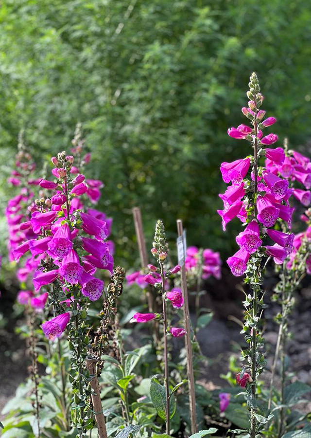 Penyebaran Digitalis