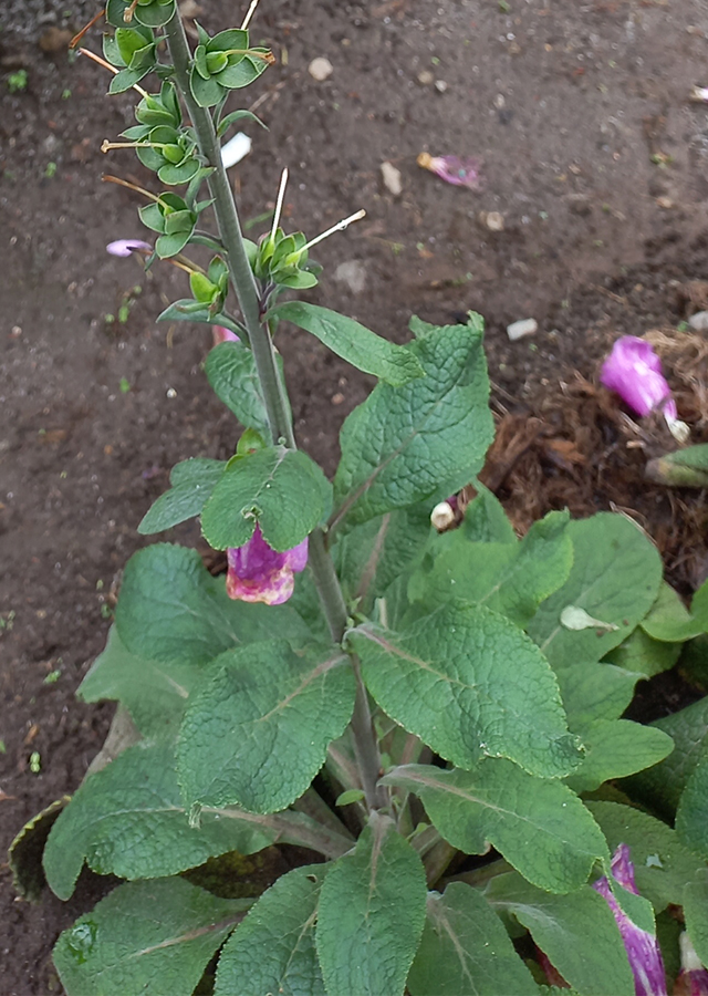 Kandungan Digitalis