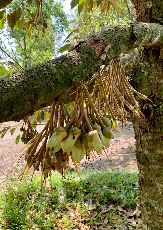 Kandungan Durian